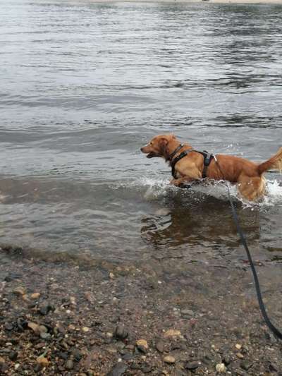 Hundetreffen-Hundekumpel gesucht für Training und Toben-Bild