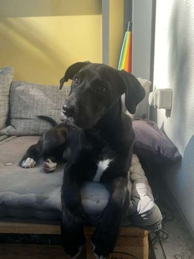 Hundetreffen-Spielkumpane gesucht-Bild