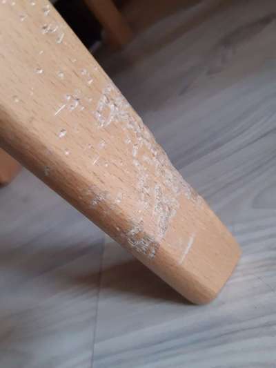 Zeig mir, dass du mit einem hund zusammenlebst....-Beitrag-Bild