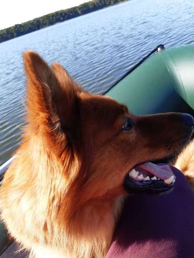 Die Dogorama Wochen Challenge-Beitrag-Bild