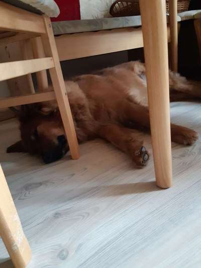 Zeig mir, dass du mit einem hund zusammenlebst....-Beitrag-Bild