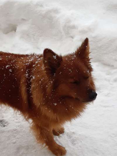 Schäferhund-Beitrag-Bild