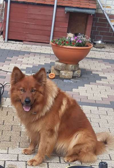 Welche Rasse? Und warum?-Beitrag-Bild