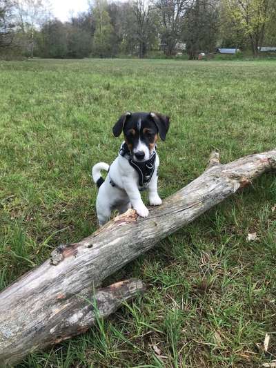 Wo sind die Jack und Parson Russell Terrier?-Beitrag-Bild