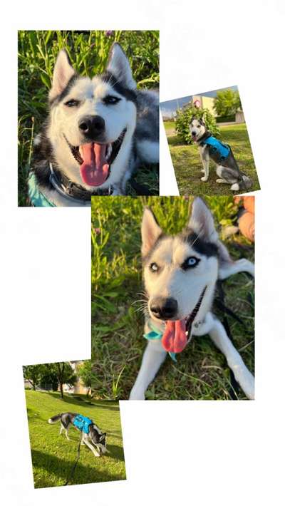 52. Collagenchallenge: Dein Hund im Sonnenschein-Beitrag-Bild