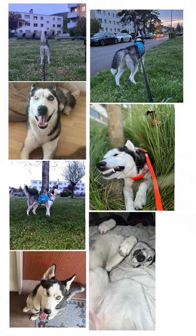 53. Collage Challenge - Verschiedene Blickwinkel-Beitrag-Bild