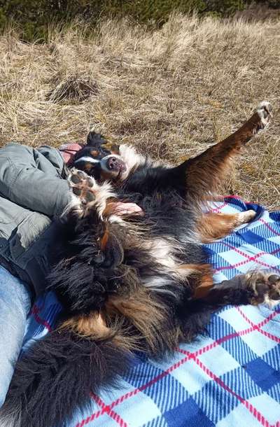 98.Fotochallange  - Hunde zeigen Zuneigung-Beitrag-Bild