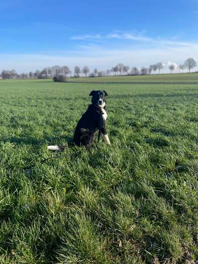 Hundetreffen-Gemeinsames spazieren gehen und toben-Bild