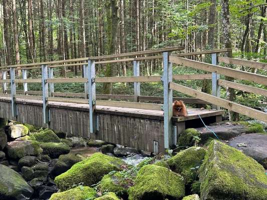 Foto Challenge Thema "Brücke"-Beitrag-Bild