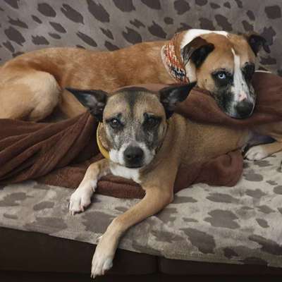 Unsere Fellnasen-Vielfalt im Überblick!-Beitrag-Bild