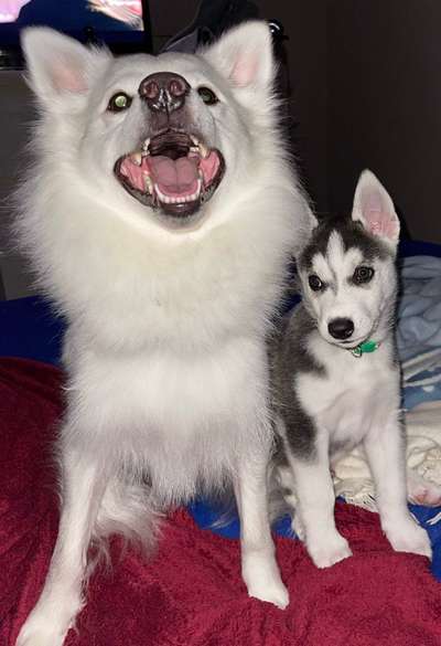 Welpen Bilder !-Beitrag-Bild