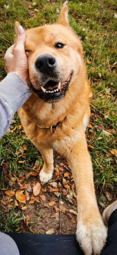 Chow Chows?-Beitrag-Bild