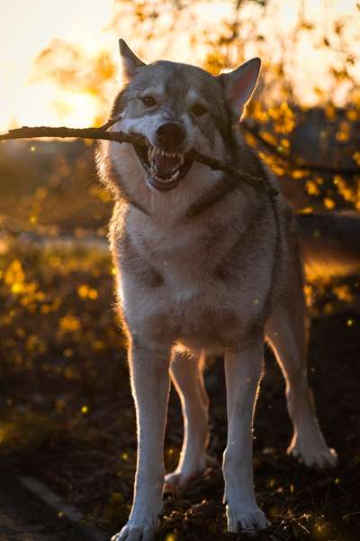 Dogorama Photo Challenge - Apportieren-Beitrag-Bild