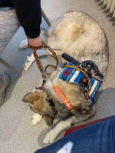 Assistenzhund-Beitrag-Bild