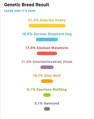 Rassetest-Beitrag-Bild