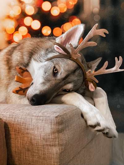 Challenge Nr. 8  Dein Hund im Weihnachtslook-Beitrag-Bild