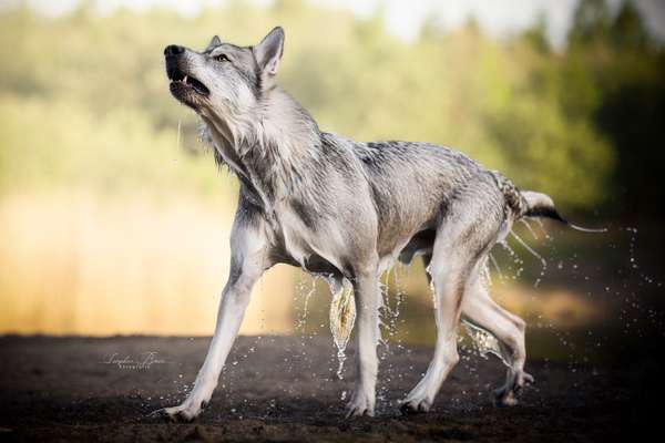 Hundeschwimmen-Beitrag-Bild