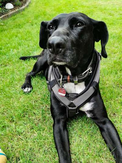 Mischlingshunde Foto Aufruf-Beitrag-Bild