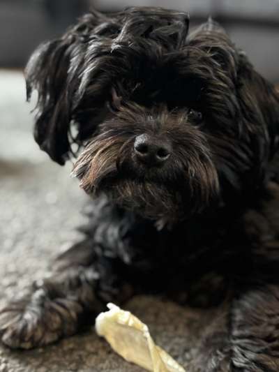 Lucy läuft immer hinterher-Beitrag-Bild