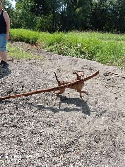 Die Dogorama Wochen Challenge-Beitrag-Bild