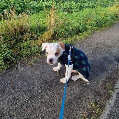 Hundetreffen-Bulldoggige Spielkamaraden-Bild