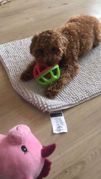 Alles rund um den Pudel-Beitrag-Bild