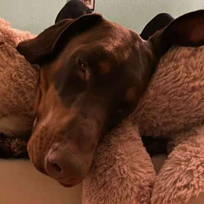 Hundetreffen-Dobi-Meeting Tempelhof-Bild