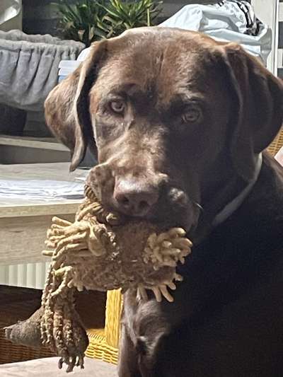 10 Monate junge Labrador Hündin, zerlegt seit ein paar Tagen wieder Schuhe u.ä.-Beitrag-Bild