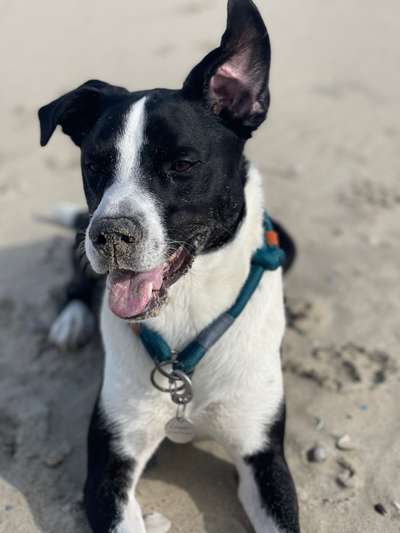 Mischlingshunde Foto Aufruf-Beitrag-Bild