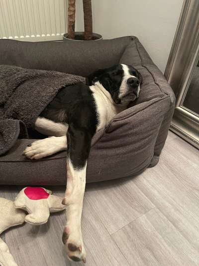 Körbchen / Hundebett-Beitrag-Bild