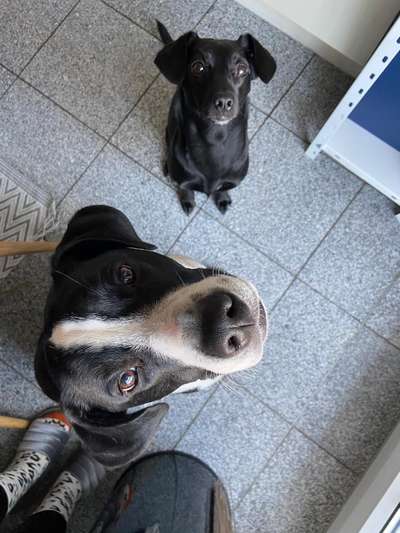 Bester Freund, Hundekumpel - zeigt her!-Beitrag-Bild