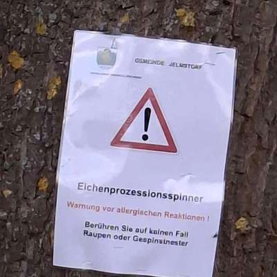 Giftköder-Eichenprozessionsspinner-Bild