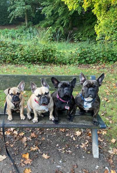 Französische Bulldoggen-Beitrag-Bild