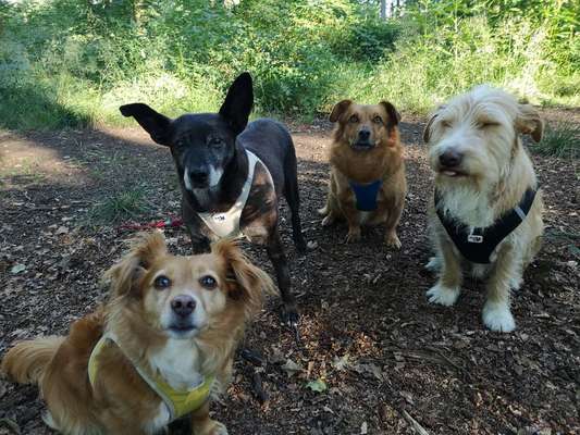 Mischlingshunde Foto Aufruf-Beitrag-Bild