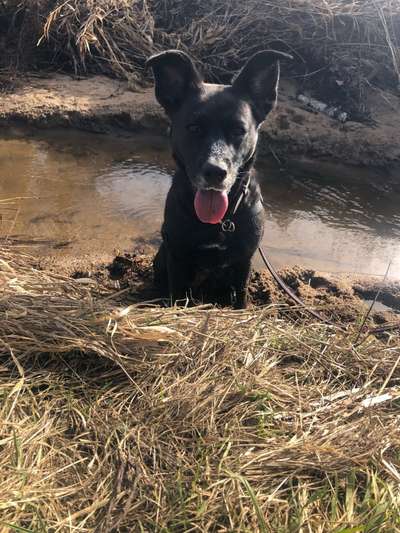 Boxer ???-Beitrag-Bild