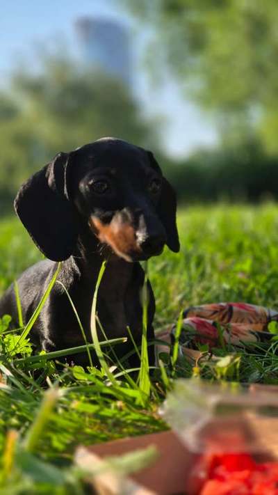 Hundetreffen-Großhundbegegnung trainieren-Bild