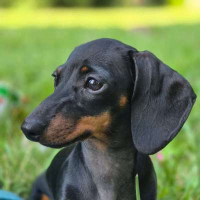 Hundetreffen-Klein Welpen/Junghundtreff in Wien-Bild