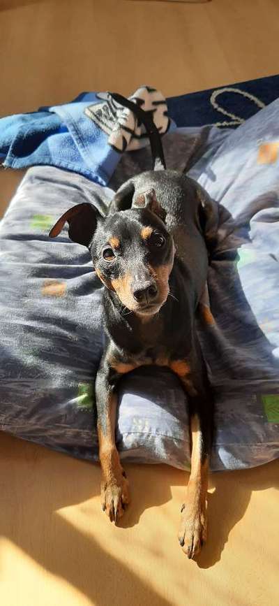 eure Spitznamen für die Vierbeiner-Beitrag-Bild