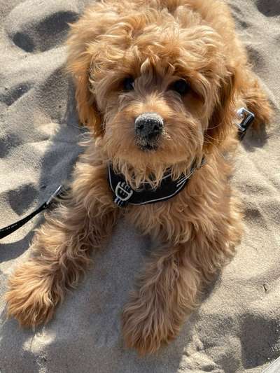 Dogorama Photo Challenge - Tierischer Urlaub-Beitrag-Bild