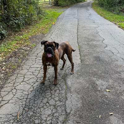 Hundetreffen-Louli sucht Freunde-Bild