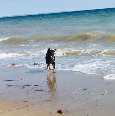 Die Dogorama Kalender Challenge 4/4-Beitrag-Bild