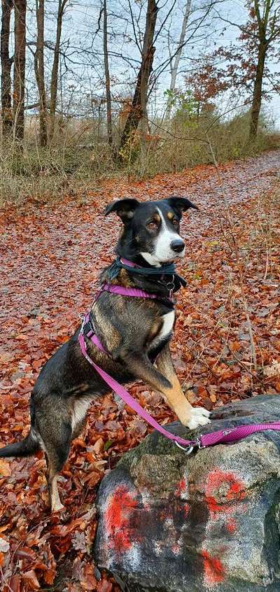 Mischlingshunde Foto Aufruf-Beitrag-Bild