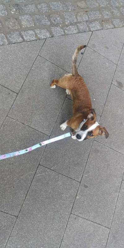 Bulldoggen mix-Beitrag-Bild