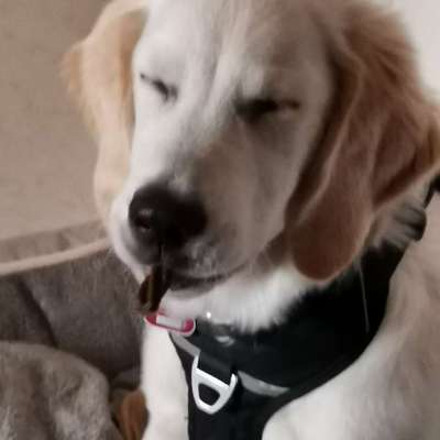 Hundetreffen-Ruhigere Gassi und Spielfreunde-Bild