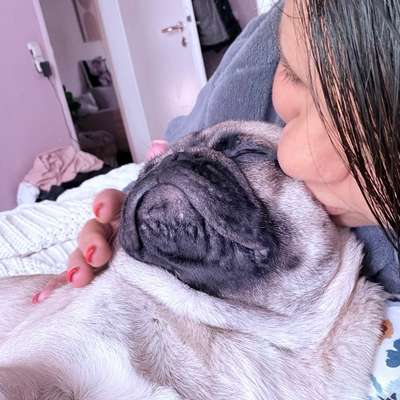 Hundetreffen-Mopstreffen in Mainz am Volkspark-Profilbild