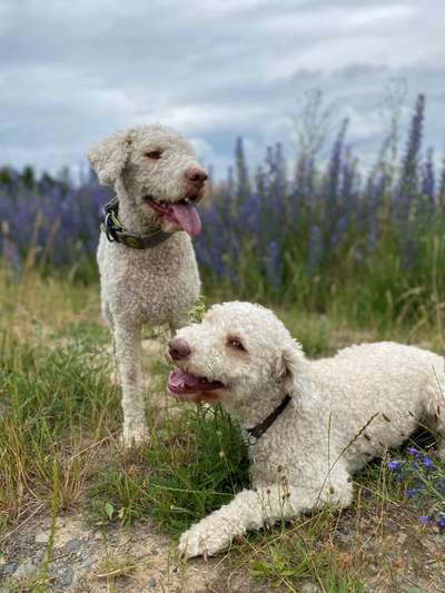 Fotochallenge No. 26                                     Wald und Wiese-Beitrag-Bild