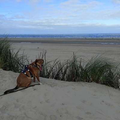 Hundetreffen-Spaziergänge in Kirchheide-Bild