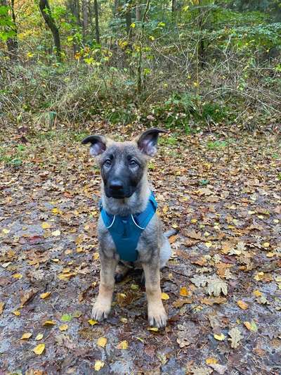 Alles rund um den Schäferhund, diskutieren erwünscht.-Beitrag-Bild