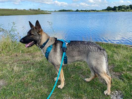 Welpenfotos-Beitrag-Bild