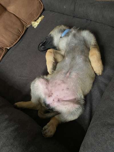 Alles rund um den Schäferhund, diskutieren erwünscht.-Beitrag-Bild